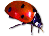 Captcha image 9909