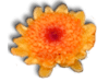 Captcha image 5042